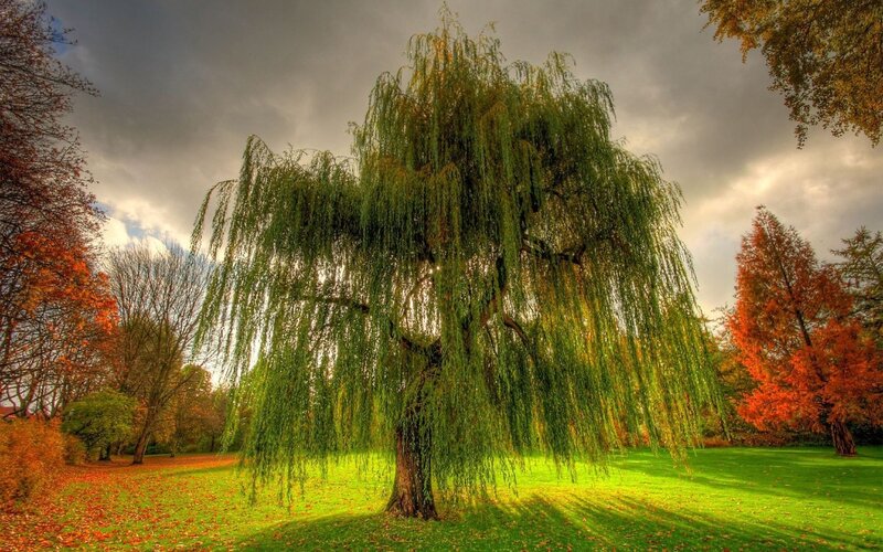 Weeping Willow Tree — Green, Dramatic, Autumn, Photograph, Autumn Trees, Cloudy Sky