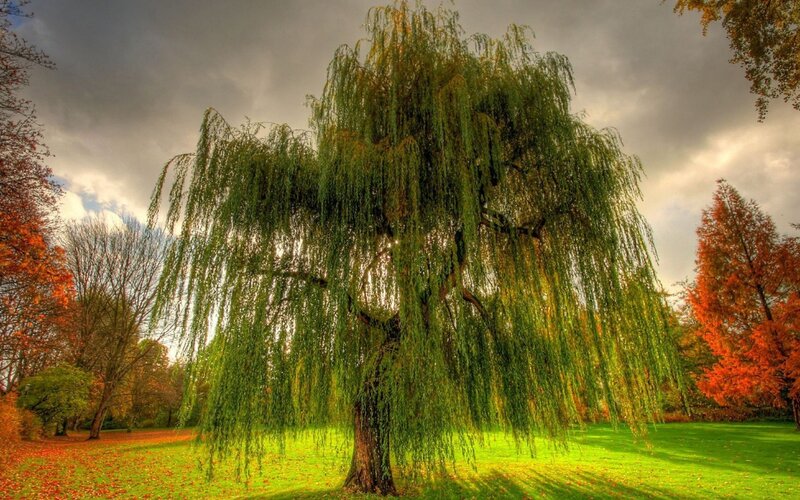 Weeping Willow Tree — Green, Dramatic, Autumn, Photograph, Grass