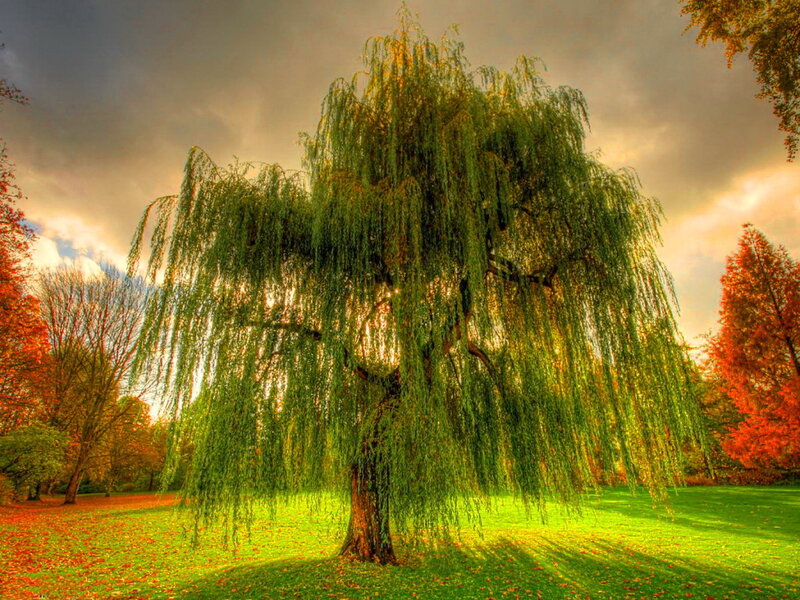 Weeping Willow Tree — Green, Dramatic, Autumn, Photograph