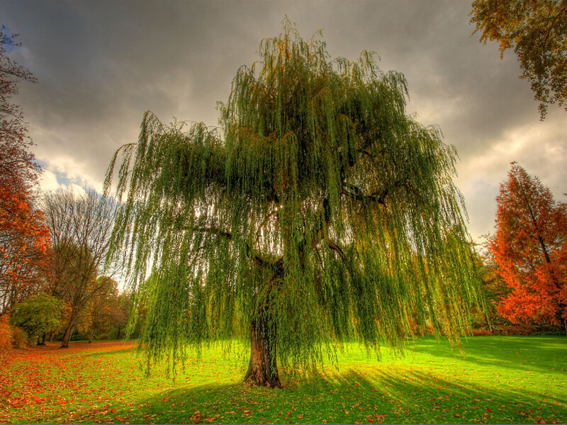 Weeping Willow Tree — Green, Dramatic, Autumn