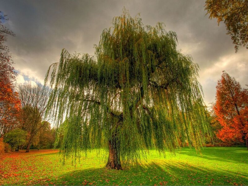 Weeping Willow Tree — Green, Dramatic