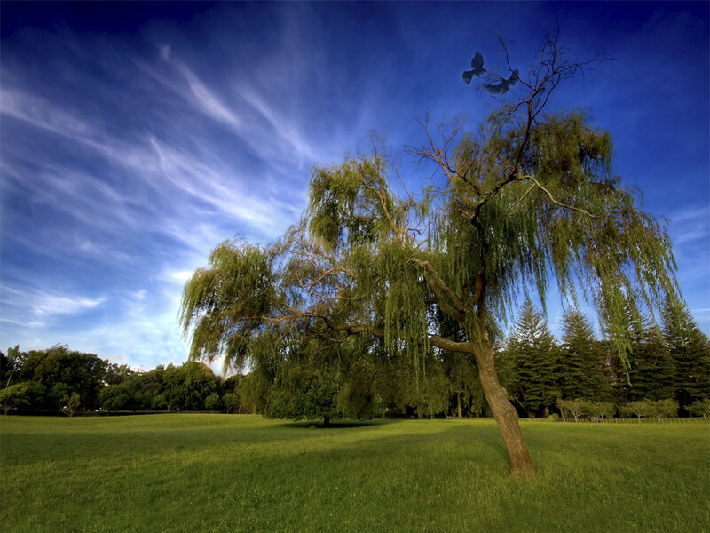 Weeping Willow Tree — Green, Serene, Afternoon, Photograph, Bird