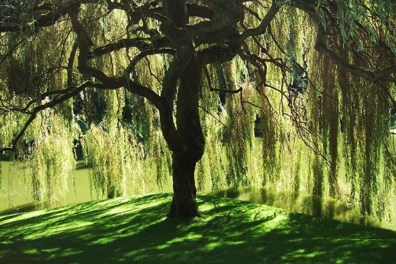 Weeping Willow Tree — Green, Serene, Afternoon, Photograph, Grass, Pond