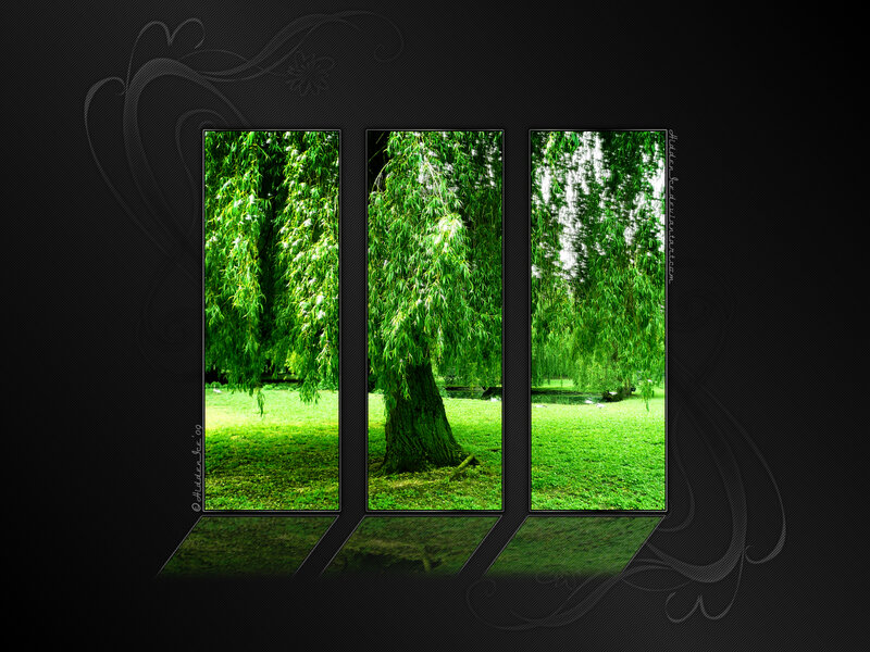 Weeping Willow Tree — Green, Serene, Afternoon, Photograph, Grass