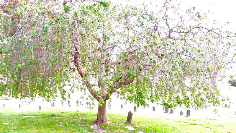 Weeping Willow Tree — Green, Serene, Afternoon, Photograph, Gravestones