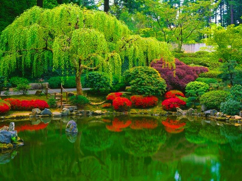 Weeping Willow Tree — Green, Serene, Afternoon, Photograph, Pond