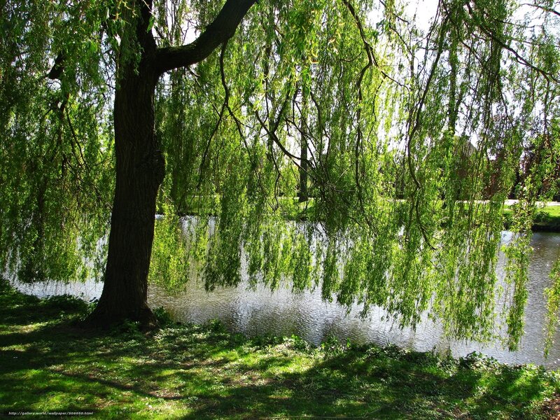 Weeping Willow Tree — Green, Serene, Afternoon, Photograph, River, Grass