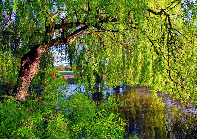 Weeping Willow Tree — Green, Serene, Afternoon, Photograph, River