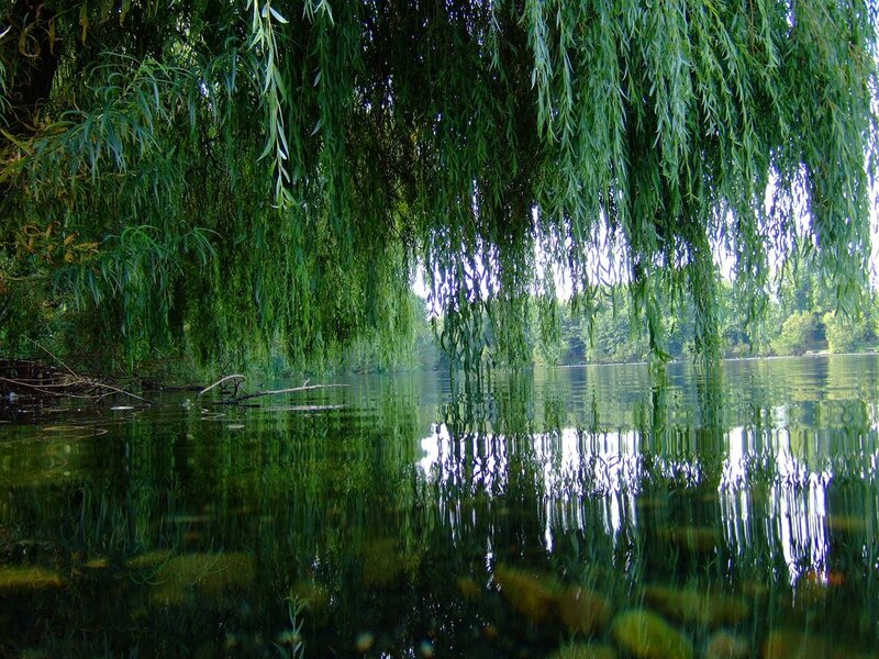 Weeping Willow Tree — Green, Serene, Afternoon, Photograph, River, Trees