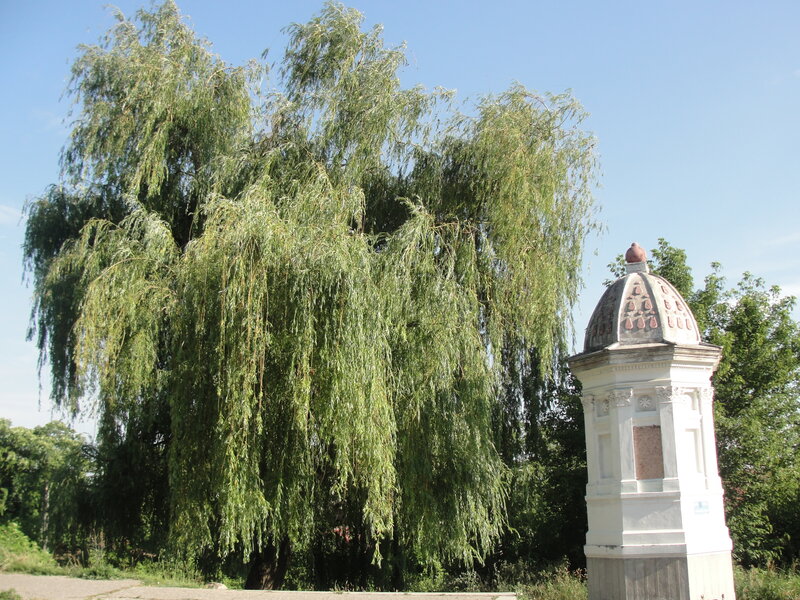 Weeping Willow Tree — Green, Serene, Afternoon, Photograph