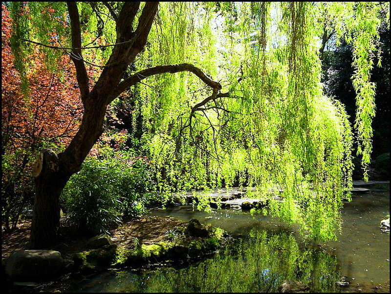 Weeping Willow Tree — Green, Serene, Afternoon