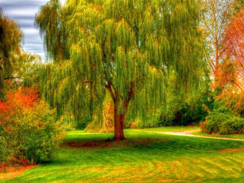 Weeping Willow Tree — Green, Serene, Autumn, Photograph