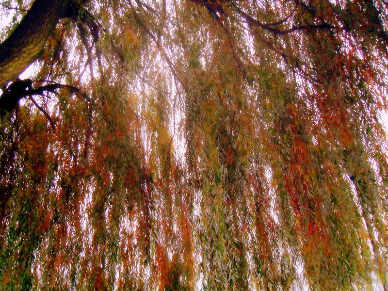 Weeping Willow Tree — Green, Serene, Autumn