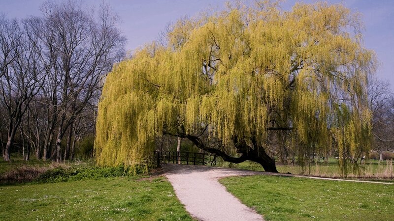 Weeping Willow Tree — Green, Serene, Spring, Photograph, Path, Grass