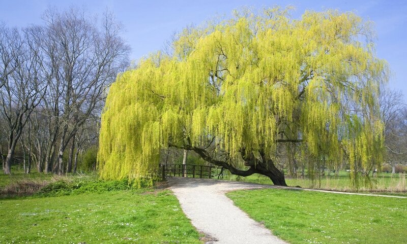 Weeping Willow Tree — Green, Serene, Spring, Photograph, Path
