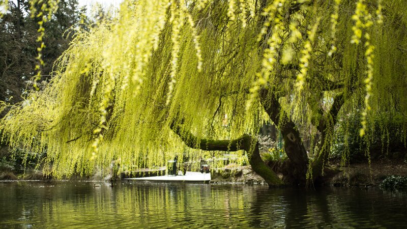 Weeping Willow Tree — Green, Serene, Spring, Photograph, Pond