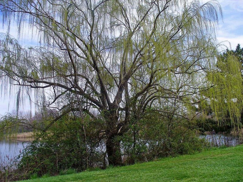 Weeping Willow Tree — Green, Serene, Spring, Photograph, River, Grass