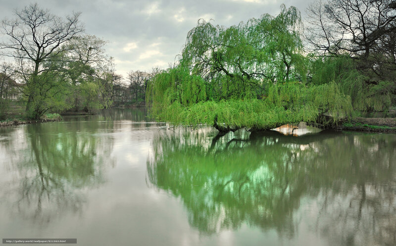 Weeping Willow Tree — Green, Serene, Spring, Photograph, River