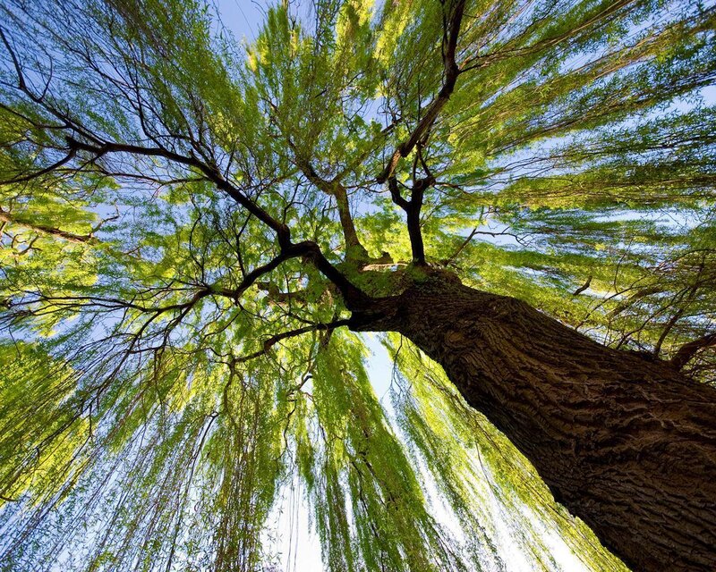 Weeping Willow Tree — Green, Serene, Spring, Photograph