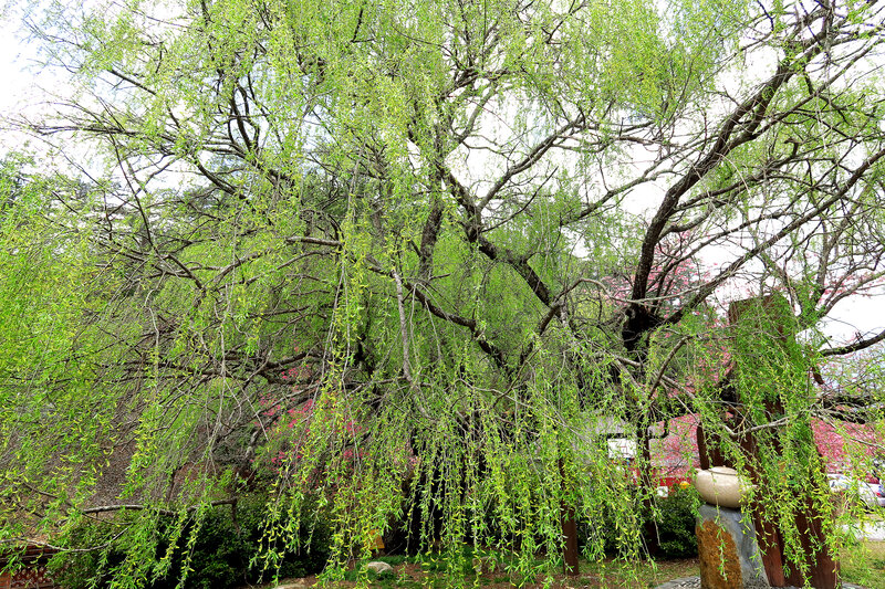 Weeping Willow Tree — Green, Serene, Spring, Photograph, Willow Branches