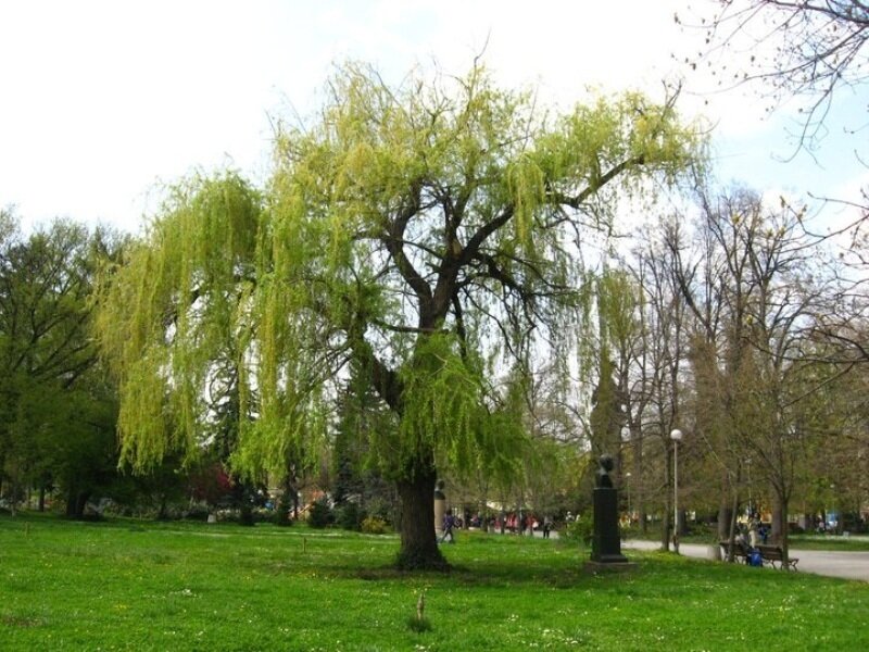Weeping Willow Tree — Green, Serene, Spring