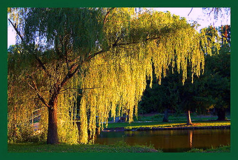 Weeping Willow Tree — Green, Serene, Sunset