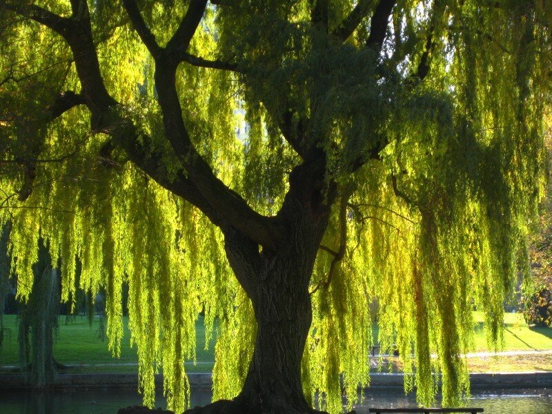 Weeping Willow Tree — Green, Serene