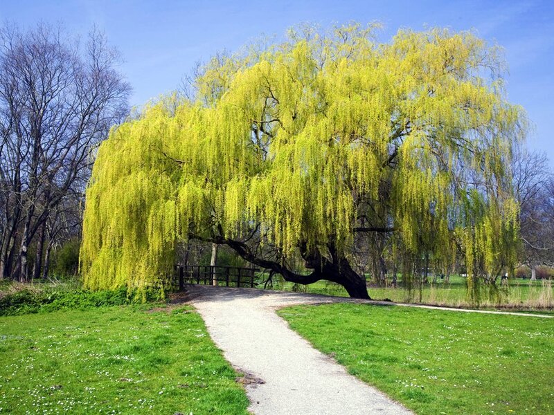 Weeping Willow Tree — Green