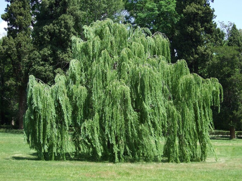 weeping willow tree in park