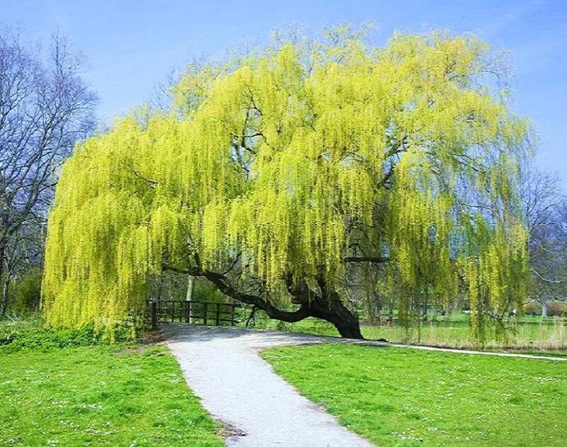 Weeping willow tree in spring