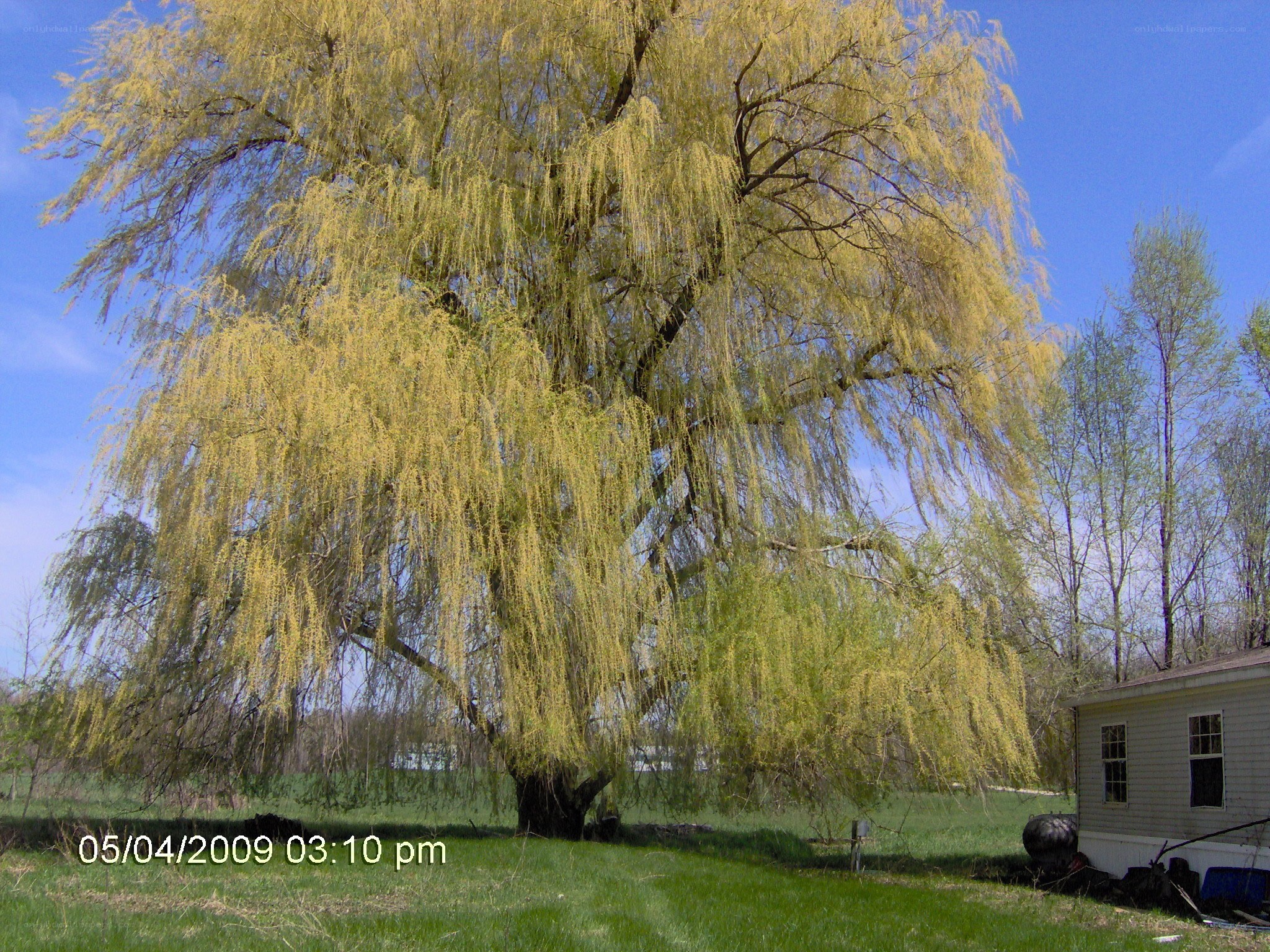 Weeping willow tree in spring