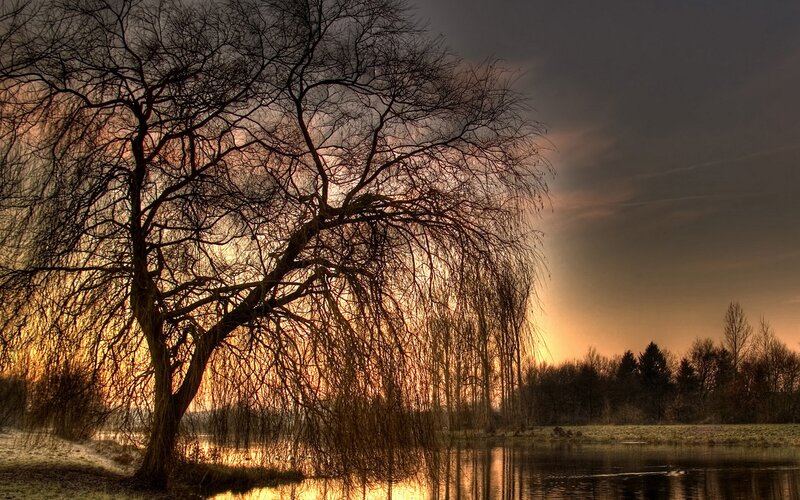Weeping Willow Tree — Orange, Dramatic, Sunset, Photograph, River, Sky, Trees, Brown