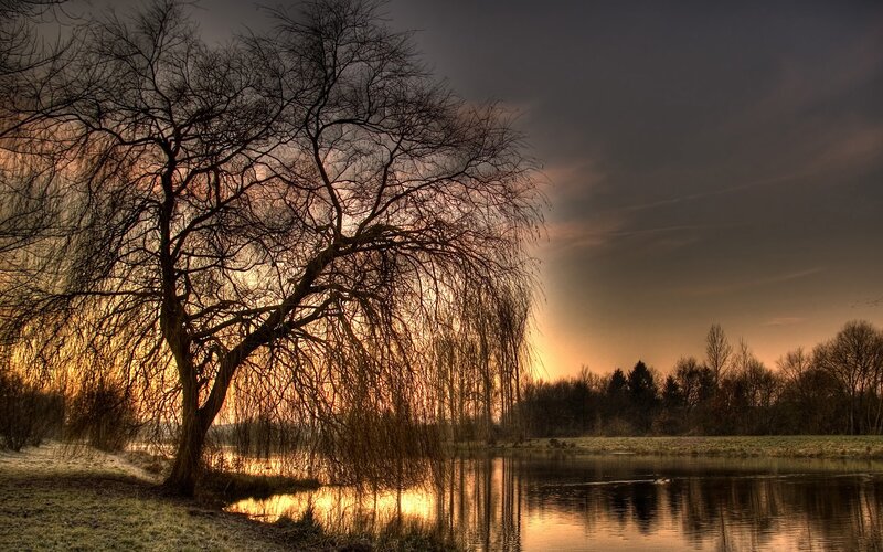 Weeping Willow Tree — Orange, Dramatic, Sunset, Photograph, River
