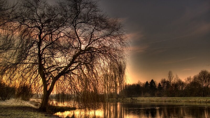 Weeping Willow Tree — Orange, Dramatic, Sunset, Photograph