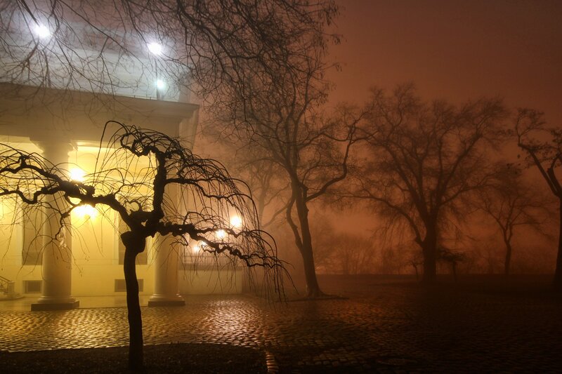 Weeping Willow Tree — Orange, Mysterious