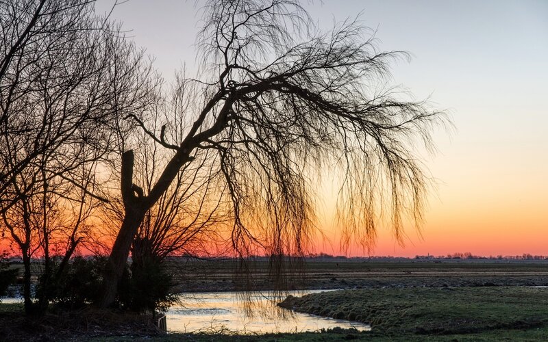 Weeping Willow Tree — Orange, Serene, Sunset, Photograph