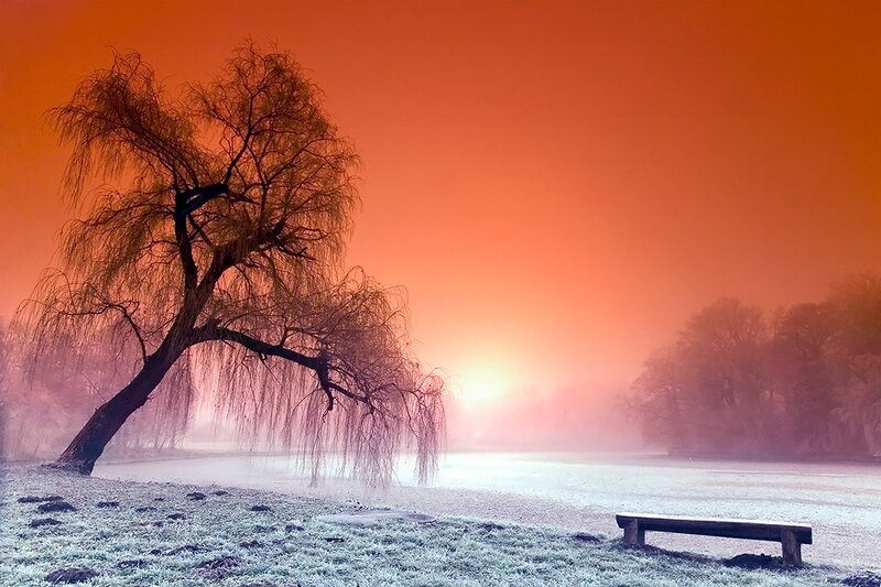 Weeping Willow Tree — Orange, Serene