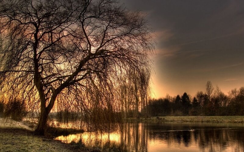 Weeping Willow Tree — Orange