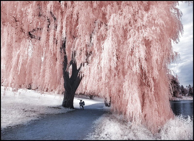 Weeping Willow Tree — Pink