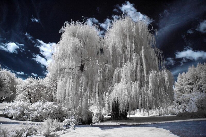 Weeping Willow Tree — White, Dramatic, Night