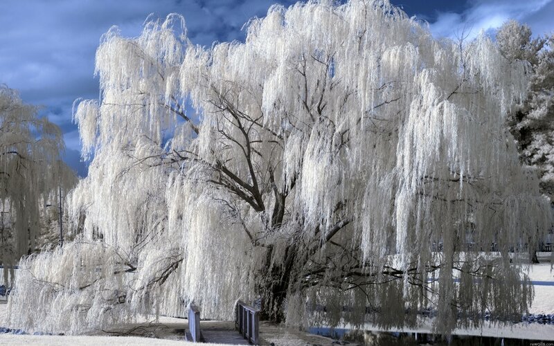 Weeping Willow Tree — White, Dramatic, Photograph