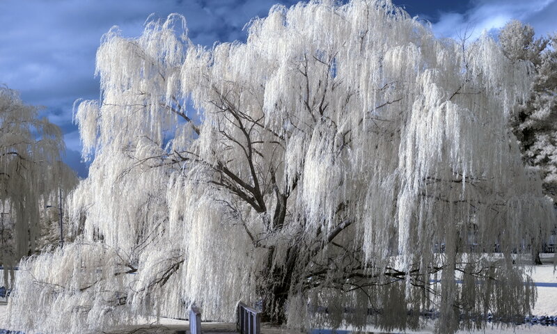 Weeping Willow Tree — White, Dramatic