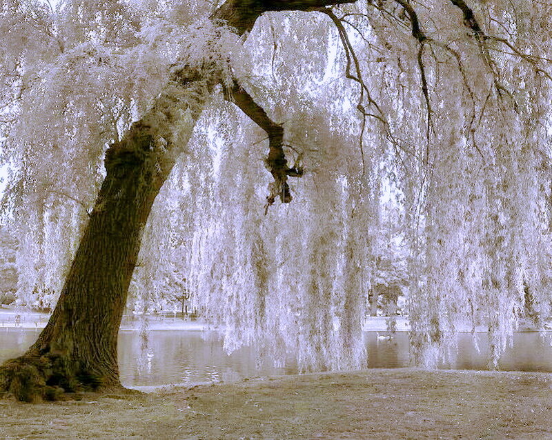 Weeping Willow Tree — White, Serene