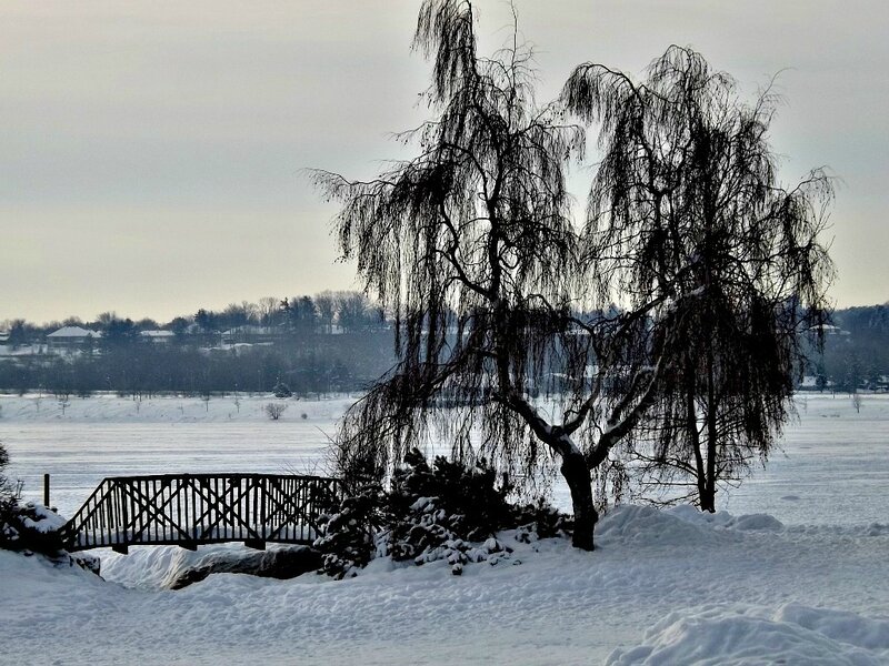 Weeping Willow Tree — White, Serene, Winter