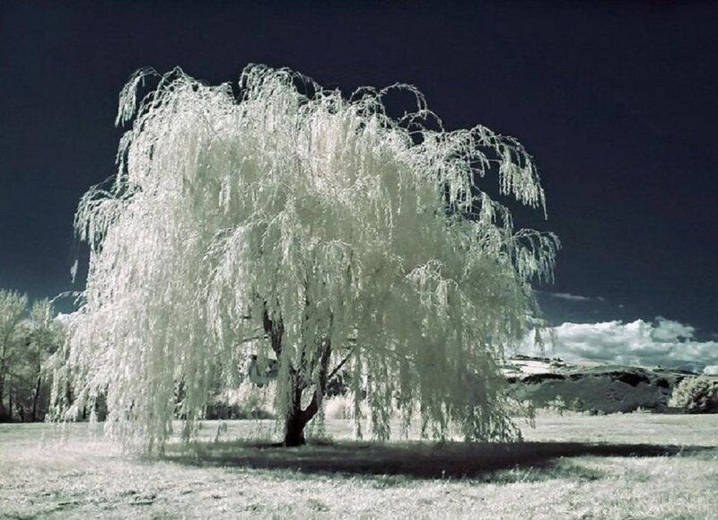 Weeping Willow Tree — White