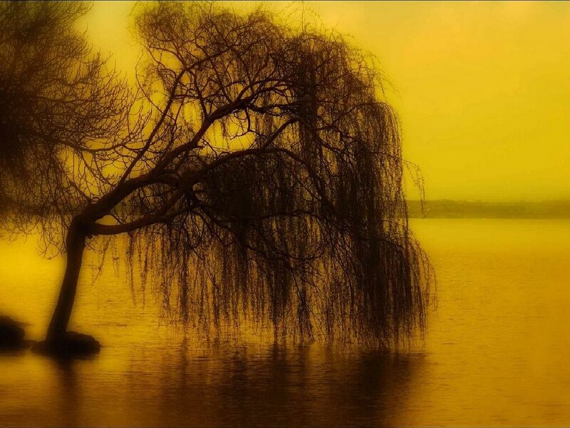 Weeping Willow Tree — Yellow, Serene