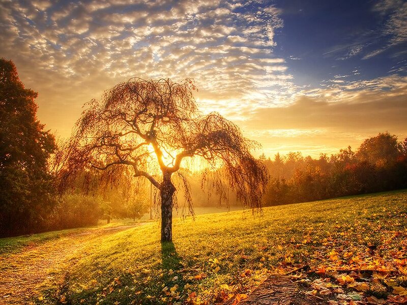 Weeping Willow Tree — Yellow