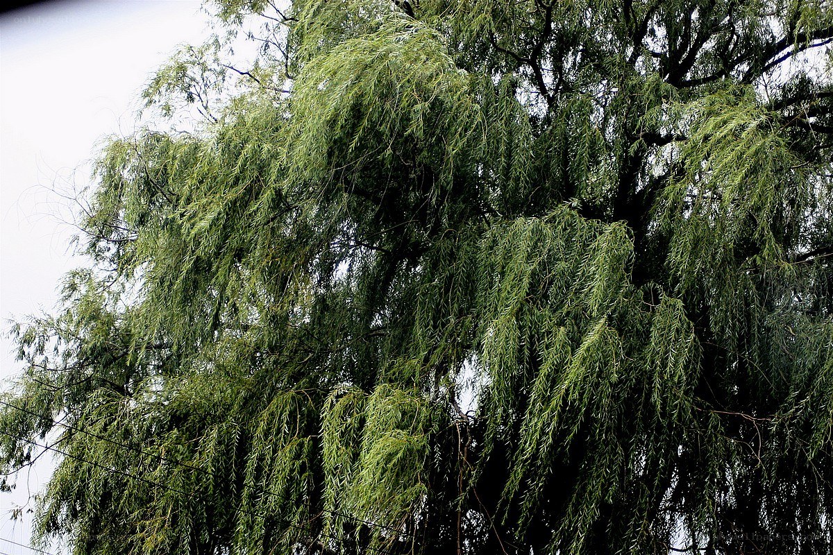 weeping willow tree