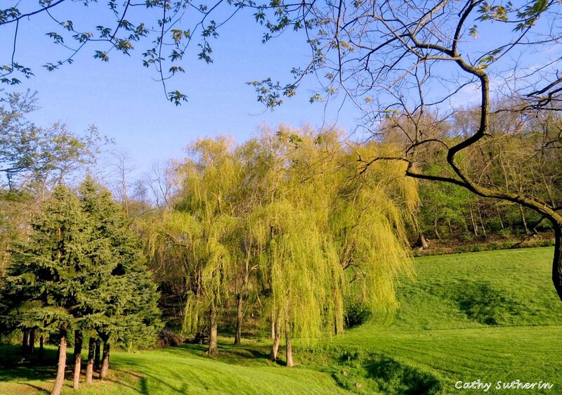 Weeping Willow Trees — Green, Serene, Spring