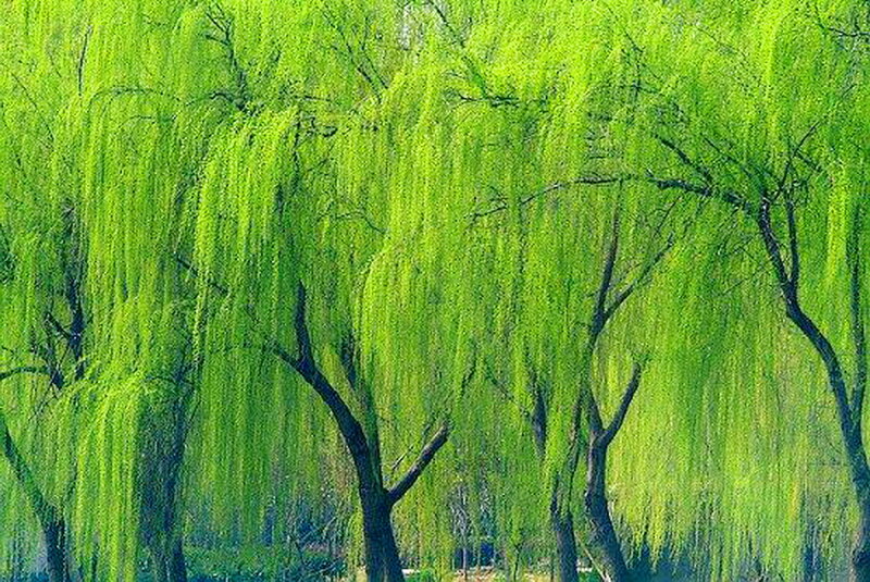 Weeping Willow Trees — Green, Serene